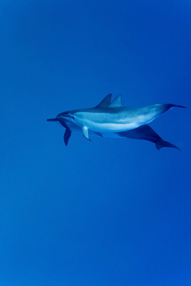 Hawaiian Spinner Dolphin pod (Stenella longirostris) underwater in Honolua Bay off the northwest coast of Maui, Hawaii, USA, Pacific Ocean