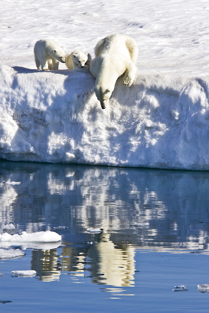 Mother polar bear (Ursus maritimus) with two coy (cubs-of-year) on multi-year ice floes in the Barents Sea off the eastern side of Heleysundet in the Svalbard Archipelago, Norway