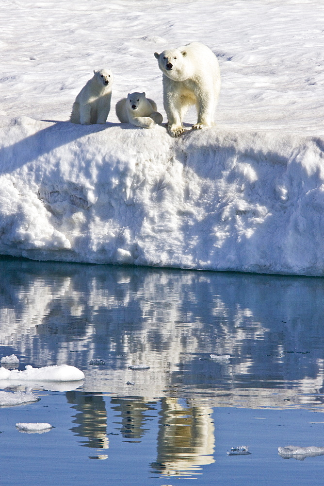 Mother polar bear (Ursus maritimus) with two coy (cubs-of-year) on multi-year ice floes in the Barents Sea off the eastern side of Heleysundet in the Svalbard Archipelago, Norway