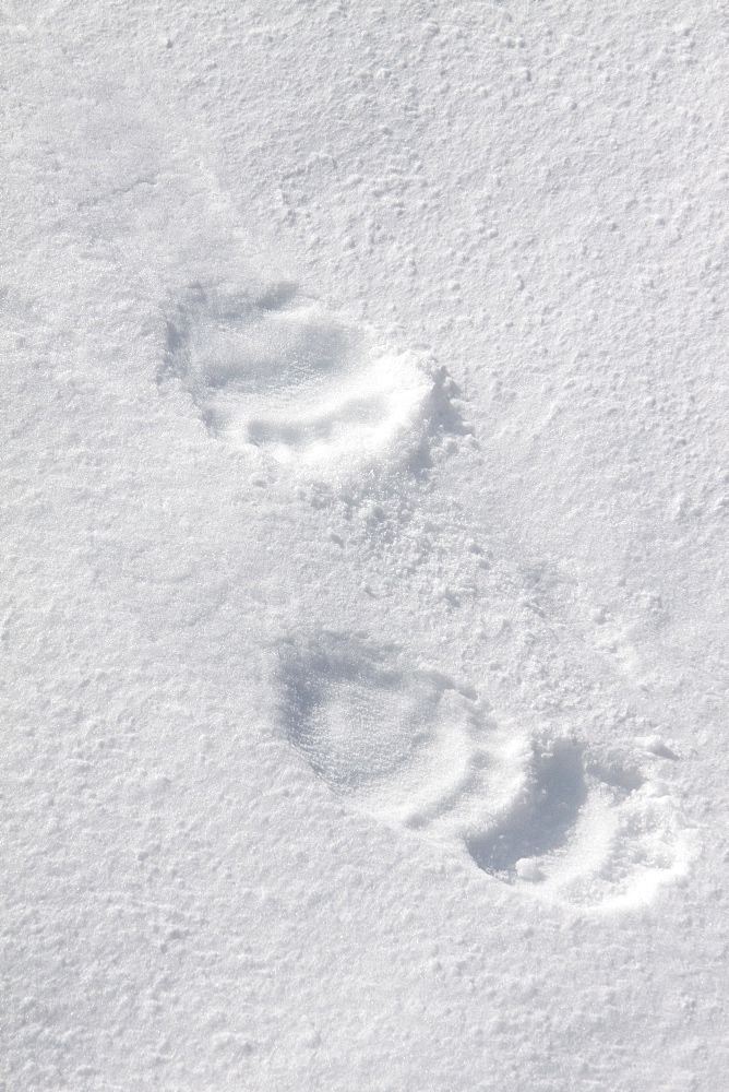 Polar bear (Ursus maritimus) tracks in fresh snow on multi-year ice floes in the Barents Sea, Svalbard Archipelago, Norway