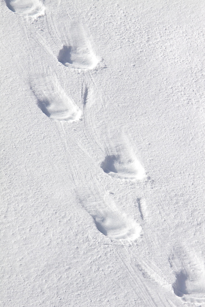 Polar bear (Ursus maritimus) tracks in fresh snow on multi-year ice floes in the Barents Sea, Svalbard Archipelago, Norway