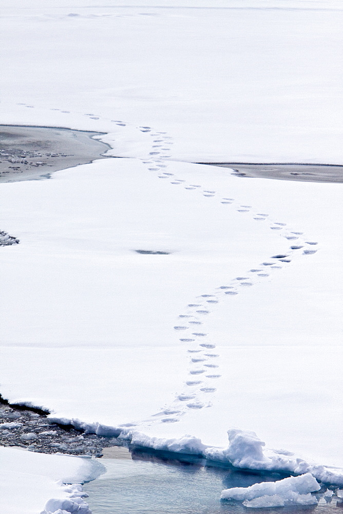 Polar bear (Ursus maritimus) tracks in fresh snow on multi-year ice floes in the Barents Sea, Svalbard Archipelago, Norway