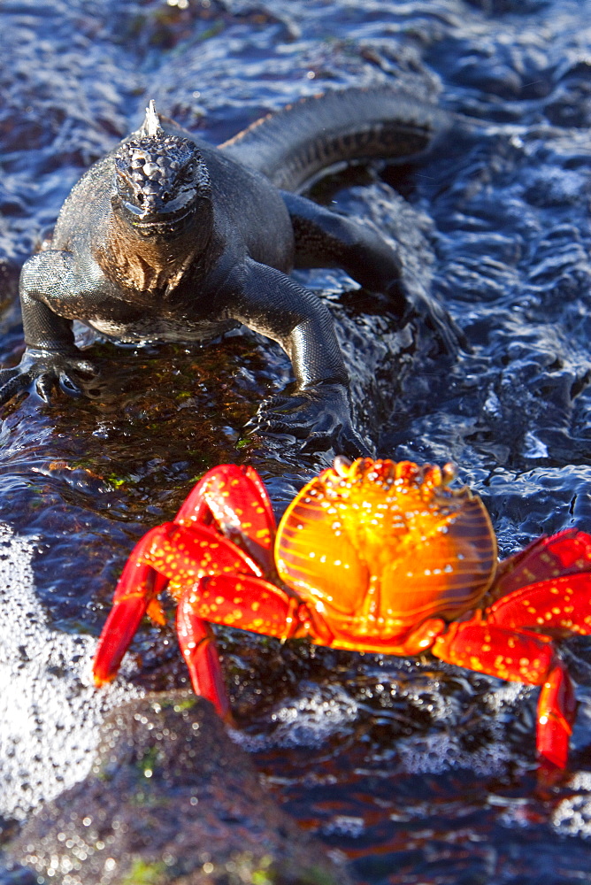 The endemic Galapagos marine iguana (Amblyrhynchus cristatus) with Sally lightfoot crab in the Galapagos Island Archipeligo, Ecuador