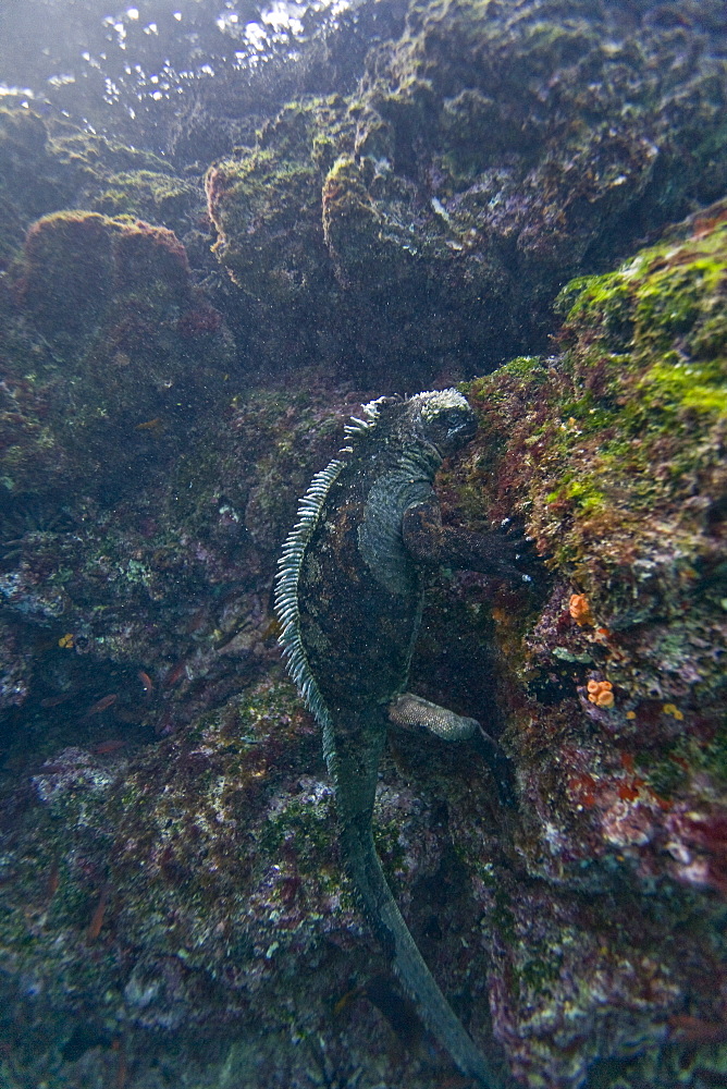 The endemic Galapagos marine iguana (Amblyrhynchus cristatus) feeding underwater in the Galapagos Island Archipeligo, Ecuador