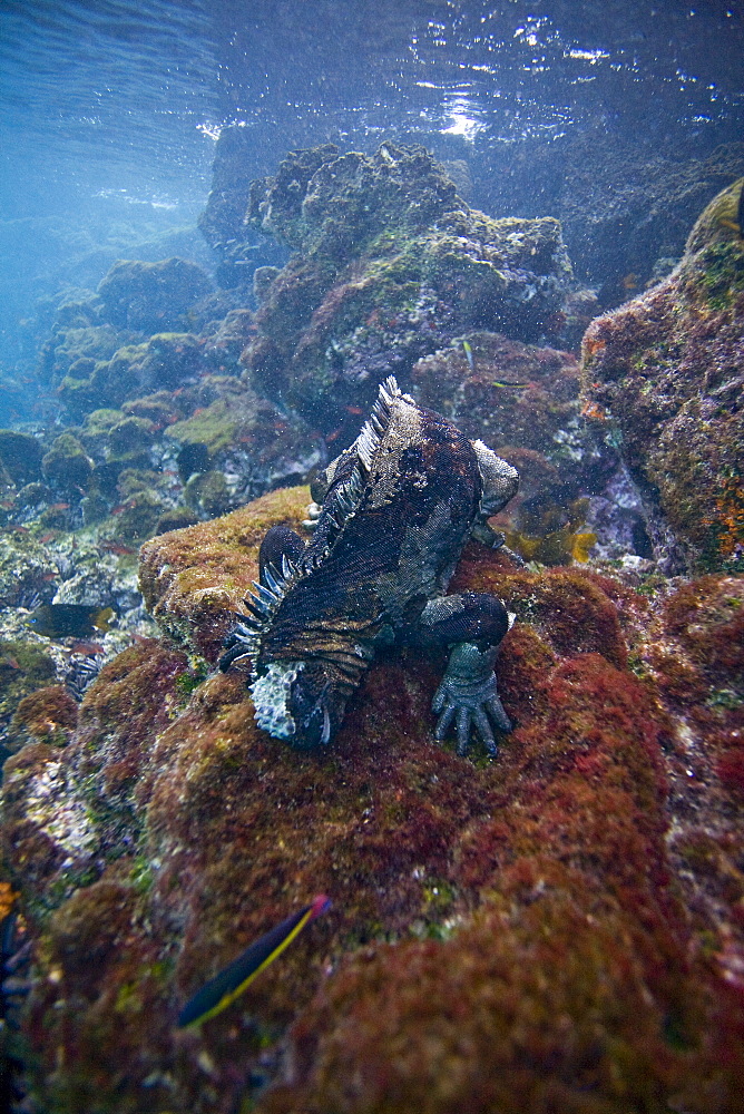 The endemic Galapagos marine iguana (Amblyrhynchus cristatus) feeding underwater in the Galapagos Island Archipeligo, Ecuador