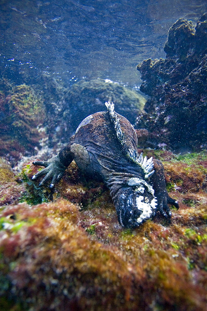 The endemic Galapagos marine iguana (Amblyrhynchus cristatus) feeding underwater in the Galapagos Island Archipeligo, Ecuador