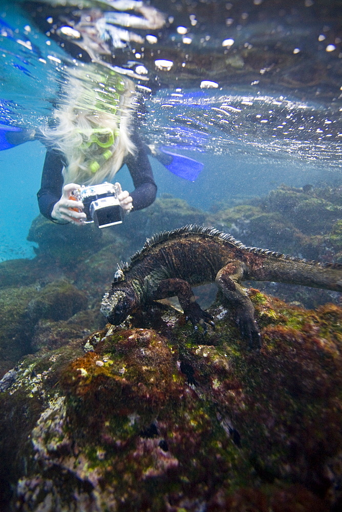 The endemic Galapagos marine iguana (Amblyrhynchus cristatus) feeding underwater in the Galapagos Island Archipeligo, Ecuador