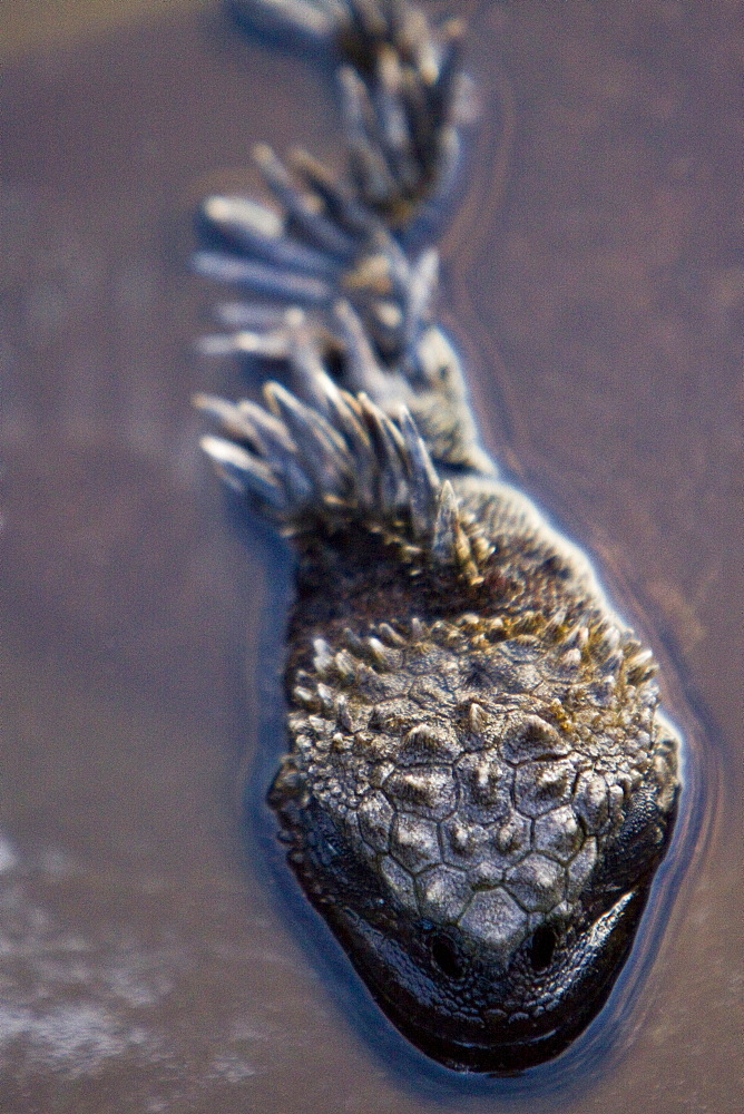 The endemic Galapagos marine iguana (Amblyrhynchus cristatus) in the Galapagos Island Archipelago, Ecuador