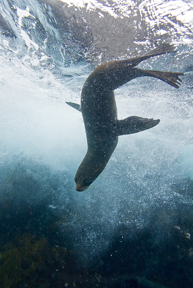 Galapagos fur seal (Arctocephalus galapagoensis) playing in the surf on Isabela Island in the Galapagos Island Archipelago, Ecuador