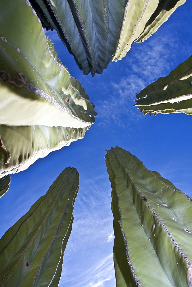 Cactus in bloom in the Sonoran Desert of the Baja California Peninsula, Mexico.