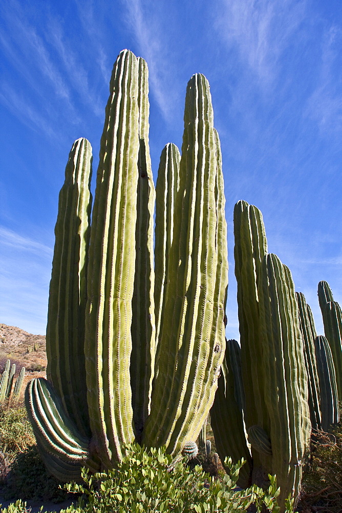 Cactus in bloom in the Sonoran Desert of the Baja California Peninsula, Mexico.