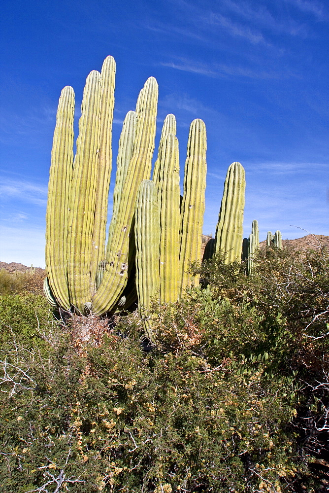 Cactus in bloom in the Sonoran Desert of the Baja California Peninsula, Mexico.