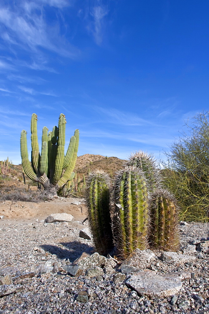 Cactus in bloom in the Sonoran Desert of the Baja California Peninsula, Mexico.