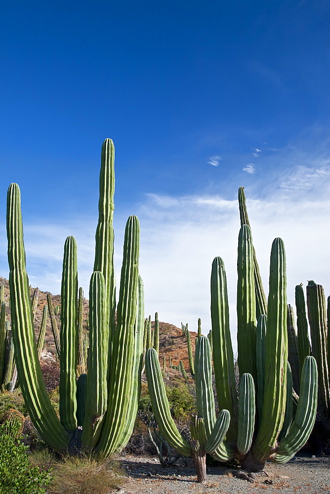 Cactus in bloom in the Sonoran Desert of the Baja California Peninsula, Mexico.