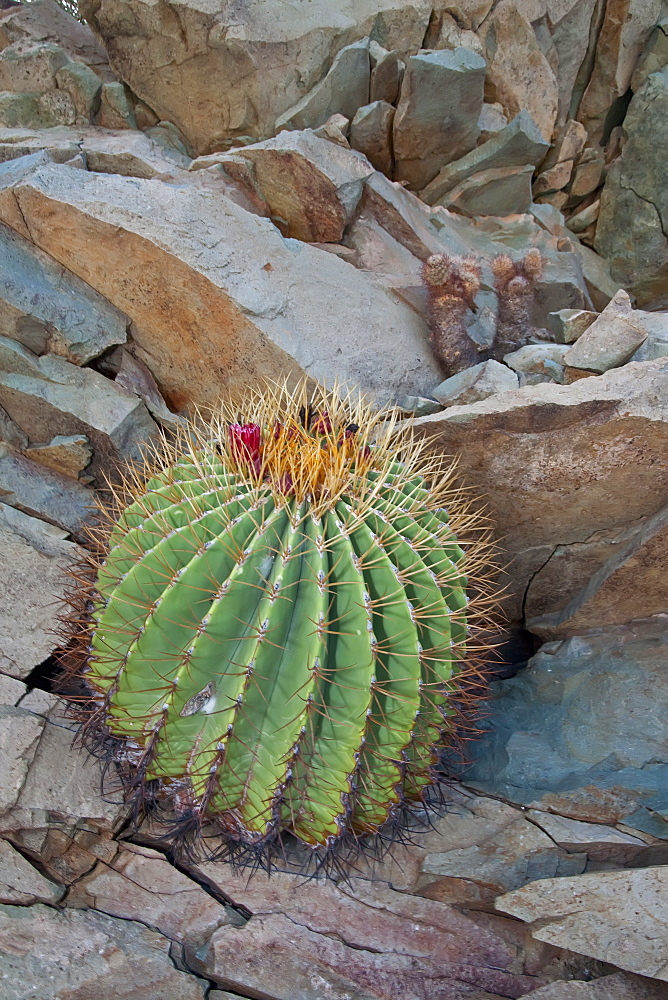 Cactus in bloom in the Sonoran Desert of the Baja California Peninsula, Mexico.