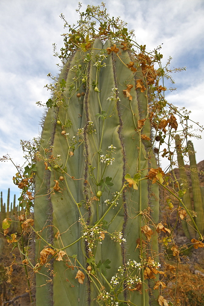 Cactus in bloom in the Sonoran Desert of the Baja California Peninsula, Mexico.