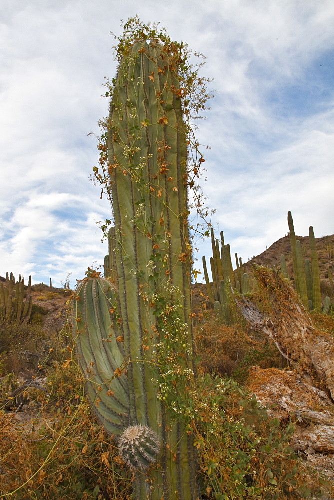 Cactus in bloom in the Sonoran Desert of the Baja California Peninsula, Mexico.