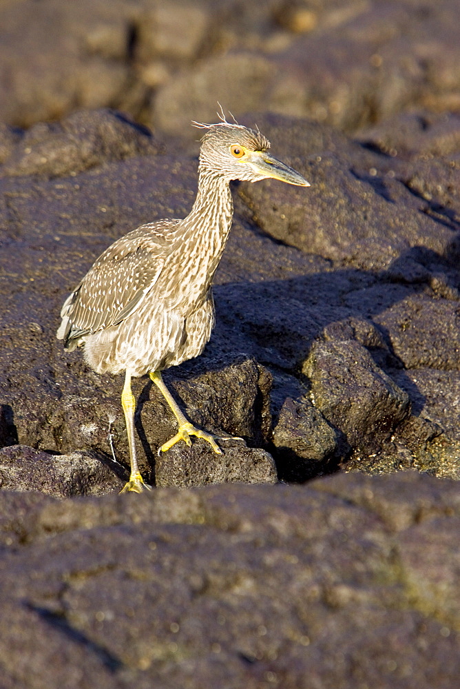 A young striated heron (Butorides striata) fishing along the lava shore in the Galapagos Islands, Ecuador. Pacific Ocean.