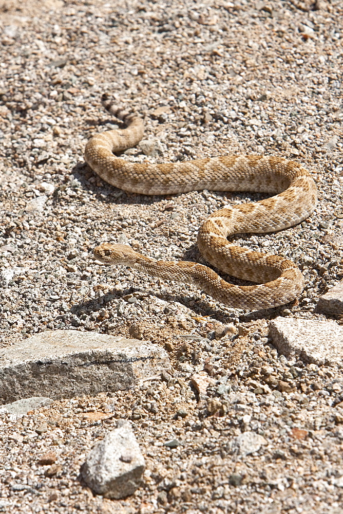 An adult Santa Catalina rattleless rattlesnake (Crotalus calalinensis) on the island of Santa Catalina in the Gulf of California (Sea of Cortez), Baja California Sur, Mexico