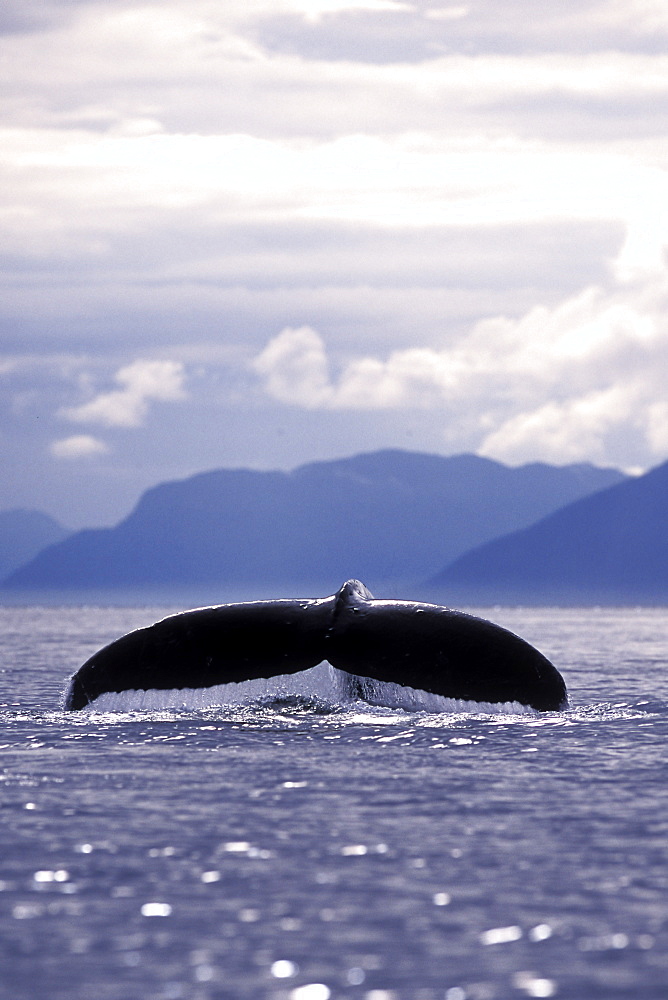 Adult Humpback Whale (Megaptera novaeangliae) fluke-up dive in Frederick Sound, Southeast Alaska, USA.