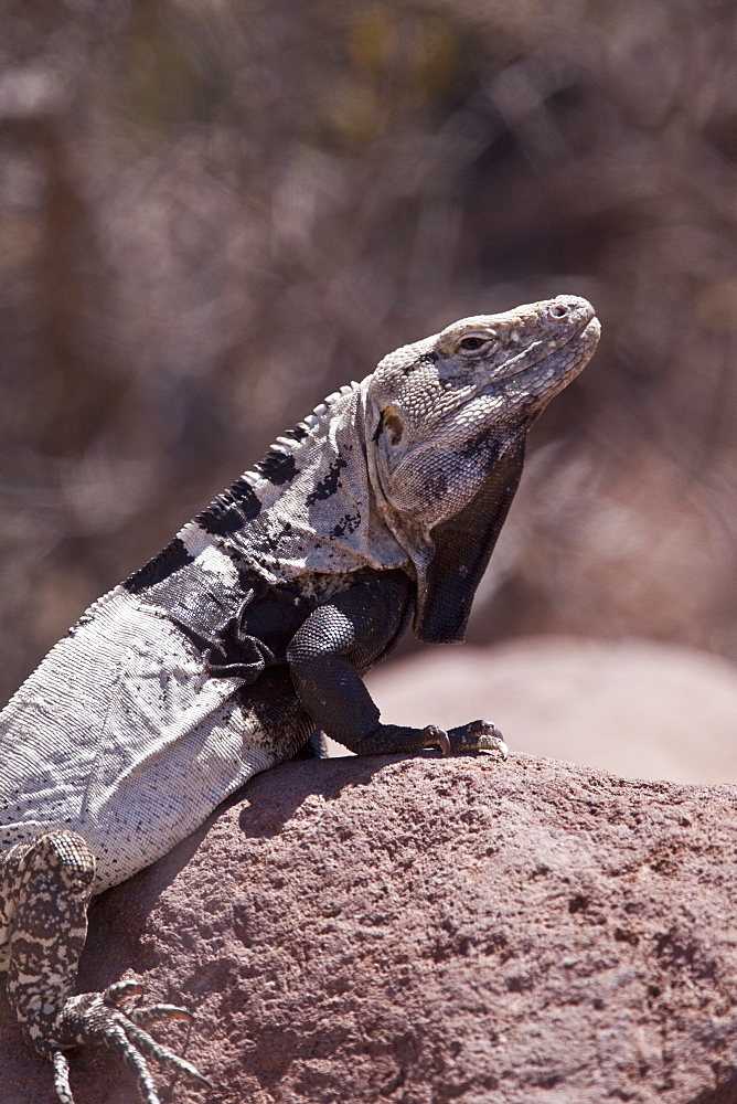 San Esteban spiny-tailed iguana (Ctenosaura conspicuosa), an endemic iguana found only on Isla San Esteban in the Gulf of California (Sea of Cortez), Mexico