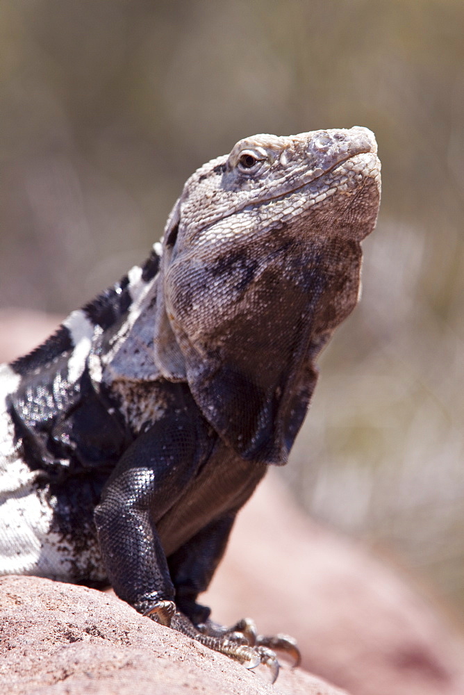 San Esteban spiny-tailed iguana (Ctenosaura conspicuosa), an endemic iguana found only on Isla San Esteban in the Gulf of California (Sea of Cortez), Mexico