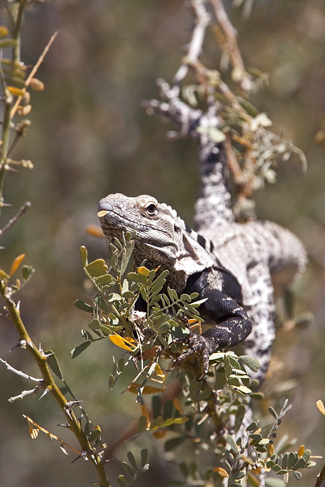 San Esteban spiny-tailed iguana (Ctenosaura conspicuosa), an endemic iguana found only on Isla San Esteban in the Gulf of California (Sea of Cortez), Mexico