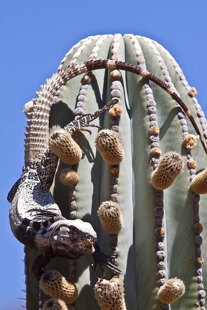 San Esteban spiny-tailed iguana (Ctenosaura conspicuosa), an endemic iguana found only on Isla San Esteban in the Gulf of California (Sea of Cortez), Mexico