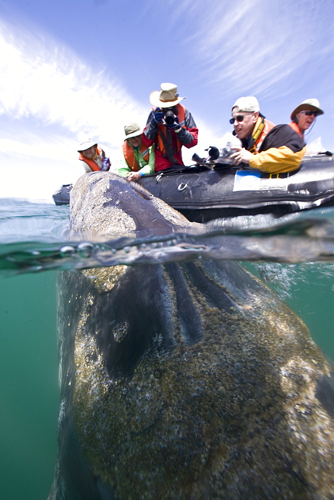 California Gray Whale (Eschrichtius robustus) underwater in San Ignacio Lagoon on the Pacific side of the Baja Peninsula, Baja California Sur, Mexico