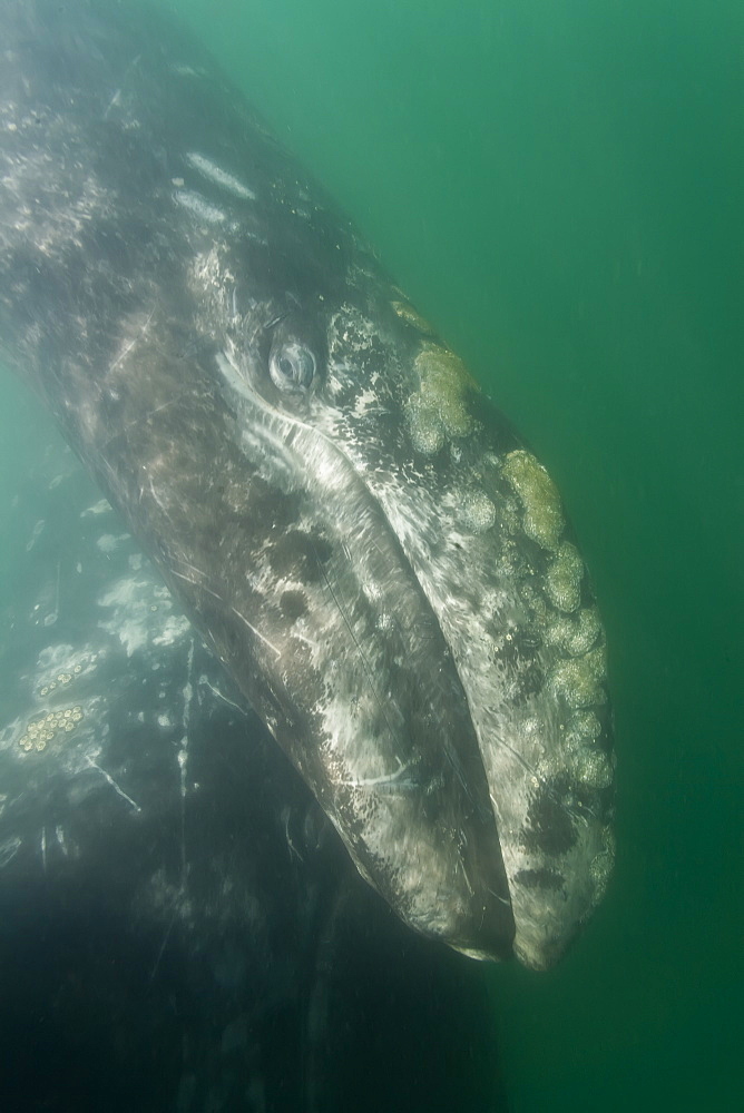 California Gray Whale (Eschrichtius robustus) underwater in San Ignacio Lagoon, Baja California Sur, Mexico