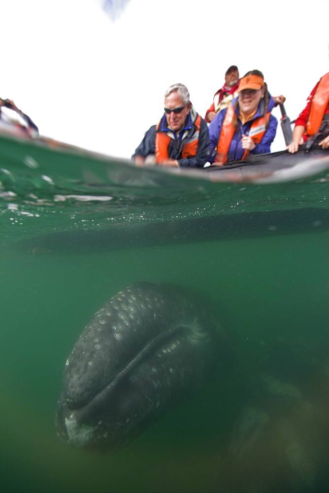 California Gray Whale (Eschrichtius robustus) underwater in San Ignacio Lagoon on the Pacific side of the Baja Peninsula, Baja California Sur, Mexico