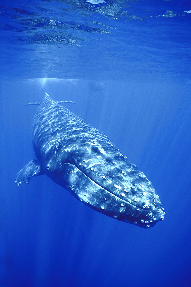 Curious adult Humpback Whale (Megaptera novaeangliae) underwater in the AuAu Channel between Maui and Lanai in Hawaii, USA. Pacific Ocean.