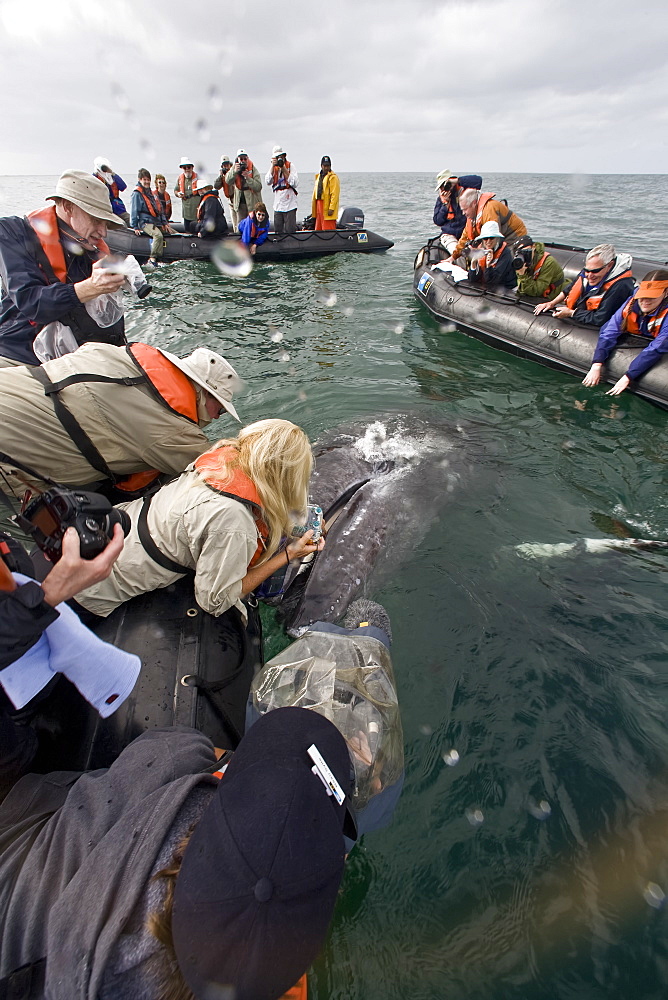 California Gray Whale (Eschrichtius robustus) underwater in San Ignacio Lagoon on the Pacific side of the Baja Peninsula, Baja California Sur, Mexico