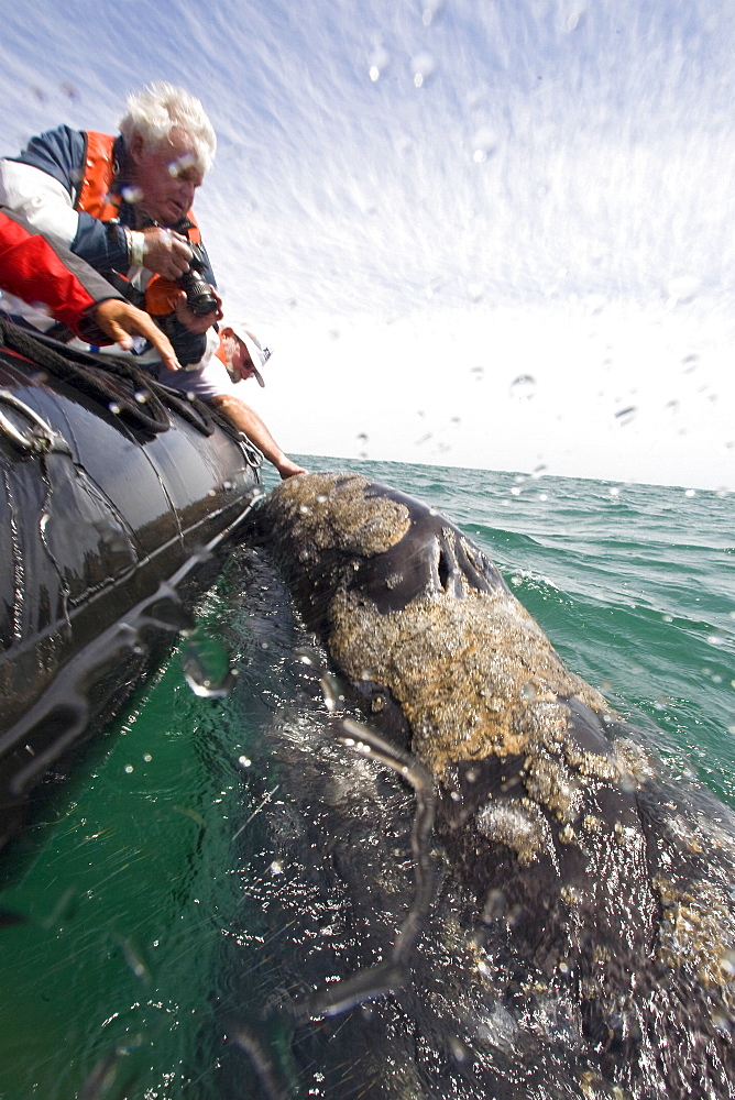 California Gray Whale (Eschrichtius robustus) in San Ignacio Lagoon on the Pacific side of the Baja Peninsula, Baja California Sur, Mexico