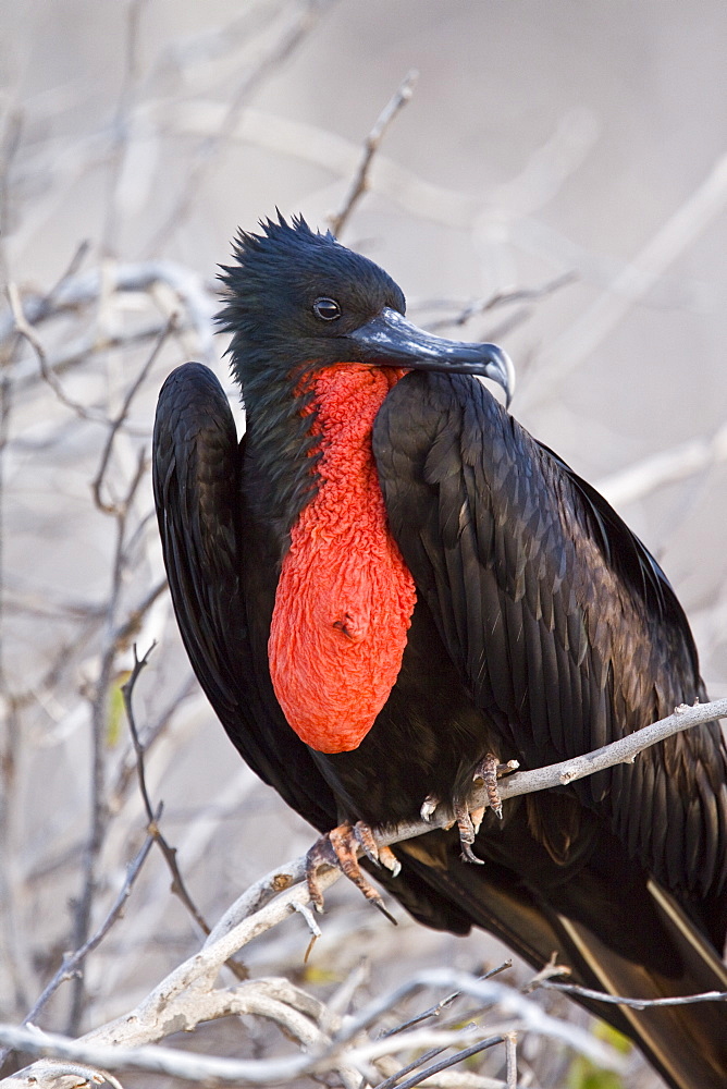 Adult male great frigate bird (Fregata minor) with inflated gular on North Seymour Island in the Galapagos Island Group, Ecuador