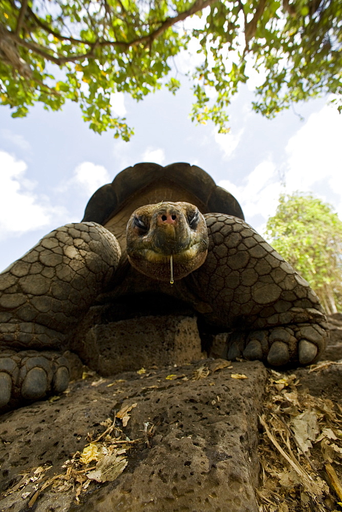 Captive Galapagos giant tortoise (Geochelone elephantopus) being fed at the Charles Darwin Research Station on Santa Cruz Island in the Galapagos Island Archipelago, Ecuador