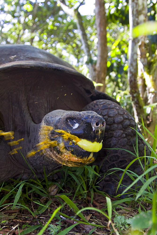 Wild Galapagos giant tortoise (Geochelone elephantopus) feeding on fallen passion fruit on the upslope grasslands of Santa Cruz Island in the Galapagos Island Archipelago, Ecuador