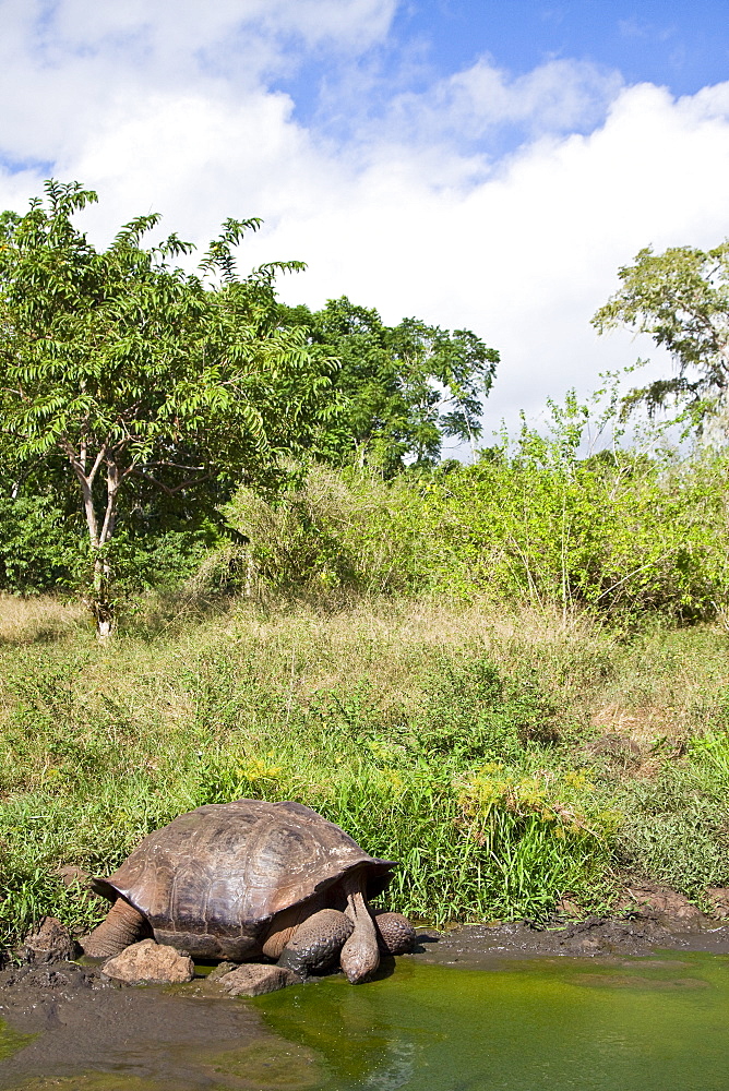 Wild Galapagos giant tortoise (Geochelone elephantopus) feeding on fallen passion fruit on the upslope grasslands of Santa Cruz Island in the Galapagos Island Archipelago, Ecuador