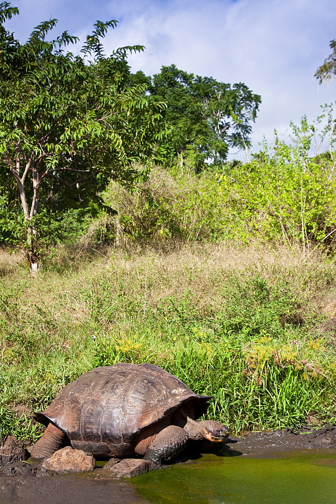 Wild Galapagos giant tortoise (Geochelone elephantopus) feeding on fallen passion fruit on the upslope grasslands of Santa Cruz Island in the Galapagos Island Archipelago, Ecuador