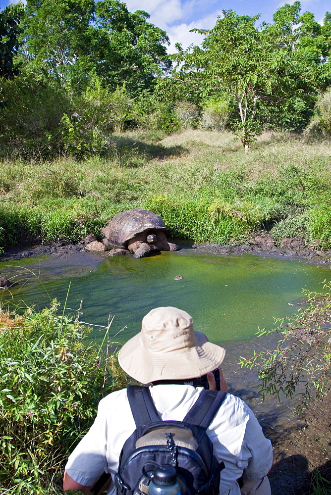 Wild Galapagos giant tortoise (Geochelone elephantopus) feeding on fallen passion fruit on the upslope grasslands of Santa Cruz Island in the Galapagos Island Archipelago, Ecuador