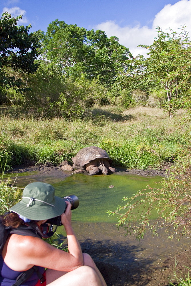 Wild Galapagos giant tortoise (Geochelone elephantopus) feeding on fallen passion fruit on the upslope grasslands of Santa Cruz Island in the Galapagos Island Archipelago, Ecuador