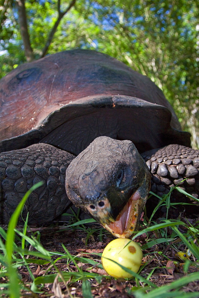 Wild Galapagos giant tortoise (Geochelone elephantopus) feeding on fallen passion fruit on the upslope grasslands of Santa Cruz Island in the Galapagos Island Archipelago, Ecuador