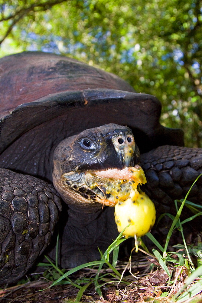 Wild Galapagos giant tortoise (Geochelone elephantopus) feeding on fallen passion fruit on the upslope grasslands of Santa Cruz Island in the Galapagos Island Archipelago, Ecuador