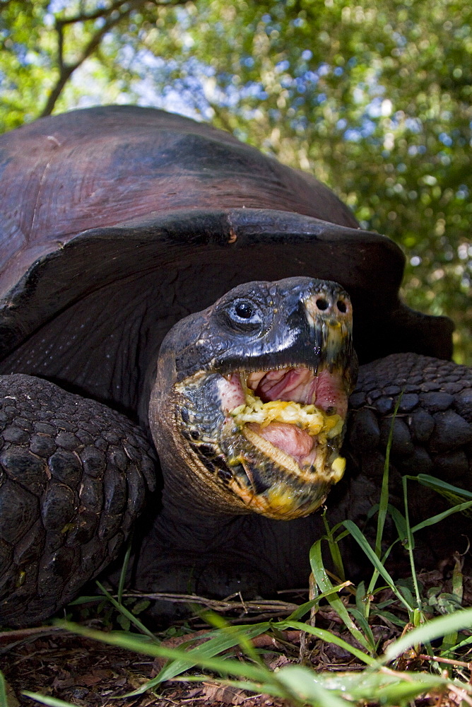 Wild Galapagos giant tortoise (Geochelone elephantopus) feeding on fallen passion fruit on the upslope grasslands of Santa Cruz Island in the Galapagos Island Archipelago, Ecuador