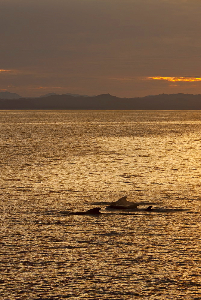 Short-finned pilot whale (Globicephala macrorhynchus) surfacing at sunset off Isla San Pedro Martir, Gulf of California (Sea of Cortez), Baja California Norte, Mexico