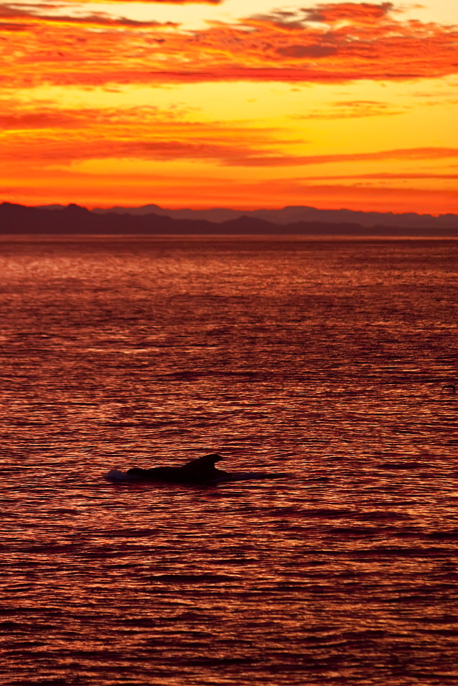 Short-finned pilot whale (Globicephala macrorhynchus) surfacing at sunset off Isla San Pedro Martir, Gulf of California (Sea of Cortez), Baja California Norte, Mexico