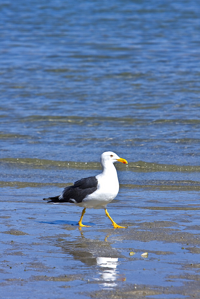 Yellow-footed Gull (Larus livens) eating clams at low tide in Puerto Don Juan in the Gulf of California (Sea of Cortez), Mexico