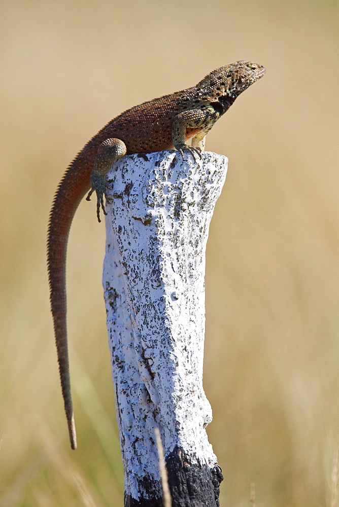 Lava lizard (Microlophus spp) on a trail marker in the Galapagos Island Archipeligo, Ecuador. MORE INFO: Many of the islands within the Galapagos Island Archipeligo have their own endemic species.