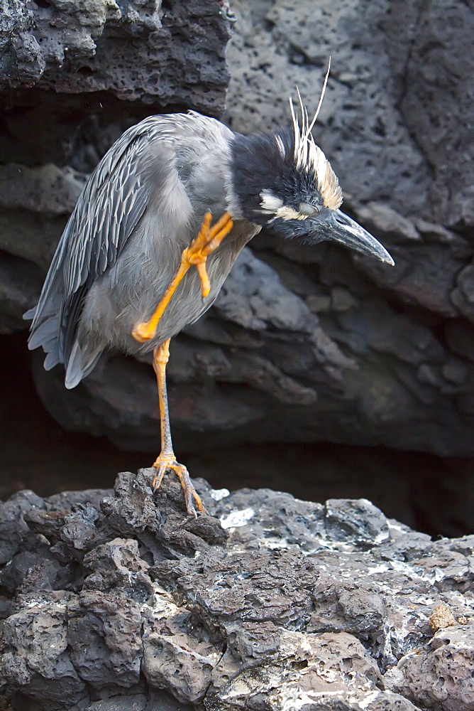 An adult Yellow-crowned night heron (Nycticorax violaceus) on  lava flow in the Galapagos Islands, Ecuador. Pacific Ocean.