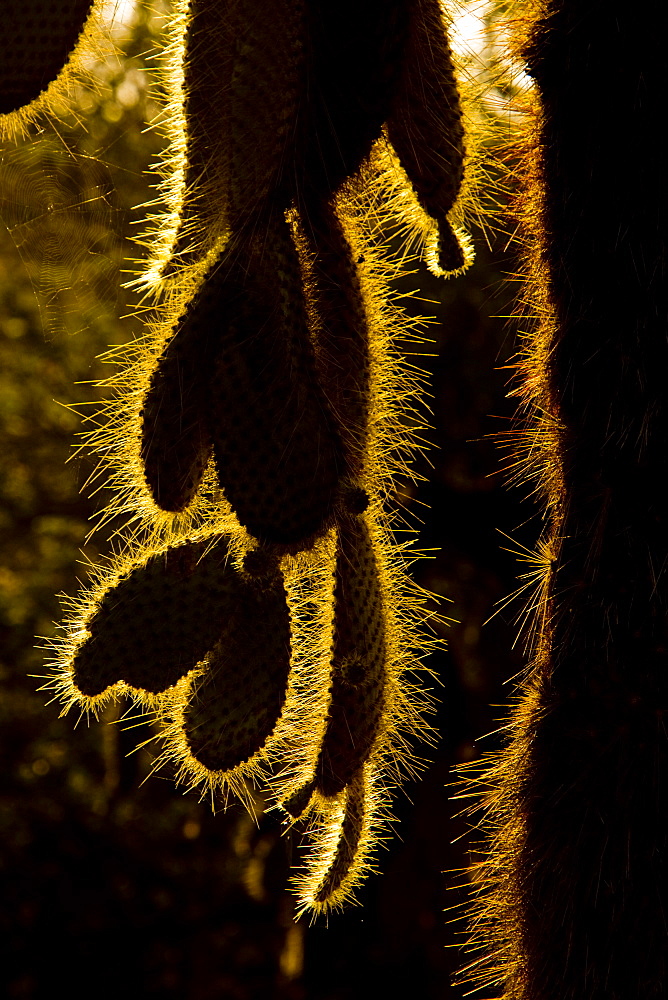 Intruiging and whimsical shapes and patterns in the giant Opuntia cactus (Opuntia echios) of the Galapagos Island Group. This cacti is endemic to the Galapagos Islands.